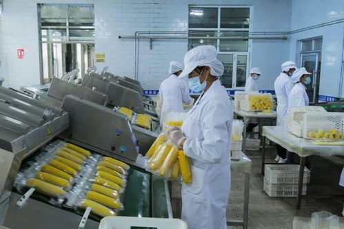 第十八屆中國國際農(nóng)產(chǎn)品交易會 北墾匠心 第二季 龍綠有機糯玉米