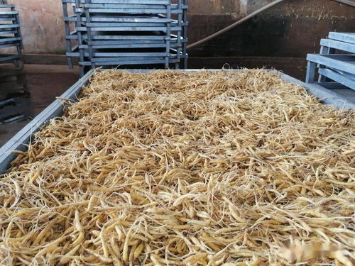 貴州黃平 太子參加工廠 洗 烘 交易 三管齊下便民助增收