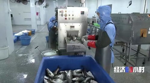 珠海打造“年魚之都” 預制菜產業年產值超1.5億元，紡織業協同發展
